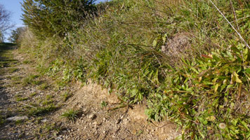 Böschung an Feldweg