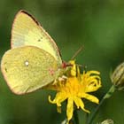 Palaeno Sulphur (Colias palaeno).