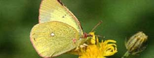 Palaeno sulphur (Colias palaeno)