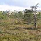 Moor with heather and pine advent.