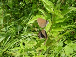 Pärchen von Maculinea nausithous bei der Balz.