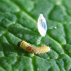 Eine frisch geschlüpfte Raupe des Hochmoorgelblings und die leere Eihülle auf einem Blatt der Rauschbeere in Nahaufnahme.