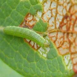 Eine Raupe des Hochmoorgelblings beim Fressen auf einem Blatt der Rauschbeere. Das Blatt zeigt ausgedehnte Fraßspuren (Fensterfraß).