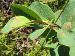 Triebspitze der Rauschbeere mit vom Wickler Rhopobota myrtillana zusammen gesponnenen Blättern, die Raupe des Wicklers sitzt nicht sichtbar zwischen den Blättern.