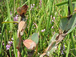 Mehrere Triebspitzen der Rauschbeere mit deutlich zusammen gesponnenen Blättern, die zusätzlich vom Fraß braun verfärbt sind.