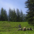 Schafherde mit Hirte auf einer Alm im Hintergrund Fichten.