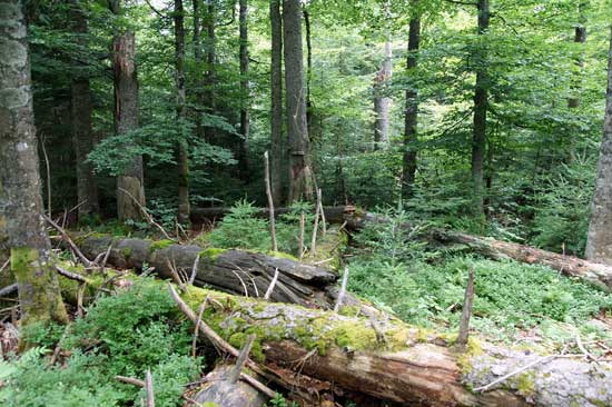 Laubwald mit durch Windwurf lichtem Bereich, es liegen mehrere Bäume auf dem Boden