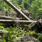 Deciduous forest with a thinly area by wind throw, there are several trees on the ground.