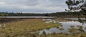 Moorschlandschaft