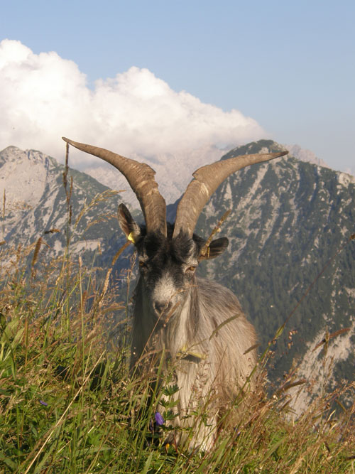 Mit alten Haustierrassen wie dem alpinen Steinschaf werden aufgelassene Almwiesen wieder beweidet.