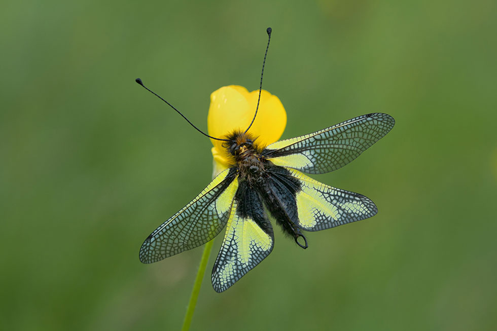 Ein Schmetterlingshaft sitzt auf einer gelben Blüte.