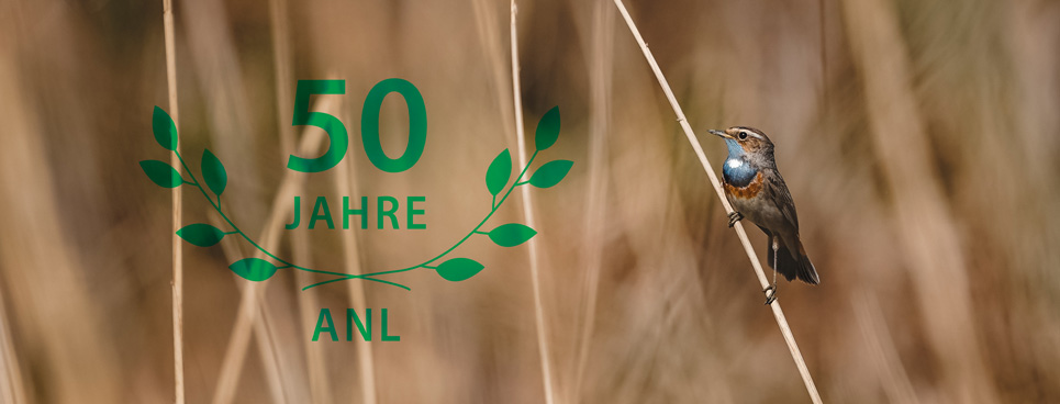 Ein Blaukehlchen sitzt auf einem Halm im Schilf. Das Schilf ist im Bild verschwommen. Allein der Vogel mit leuchtend blauer Kehle ist scharf.