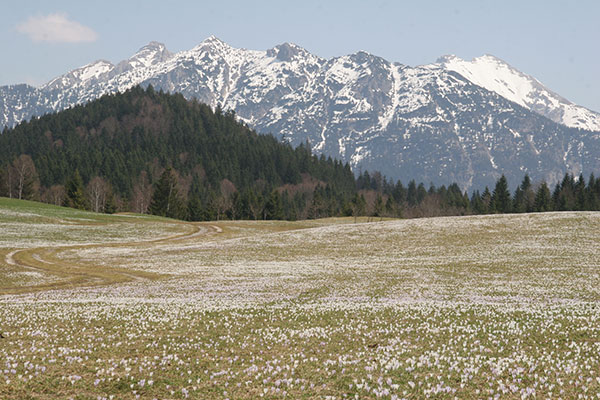 Karwendelgebirge mit Krokuswiese im Vordergrund.
