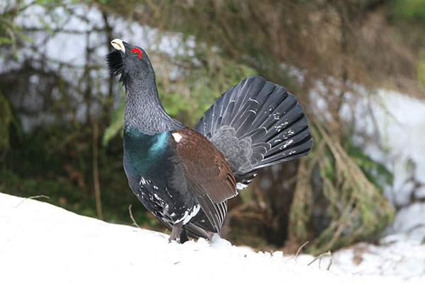 Balzender Auerhuhn im Winter.