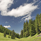 Interner Link zum Projekt Biotop- und Artenschutz im Schutz- und Bergwald.