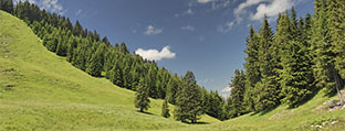 Gebirgslandschaft mit Fichtenwäldern und angrenzenden Almen (Foto: Clemens Stenner/piclease).