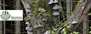 Abgestorbener Baum mit Pilzen bewachsen.