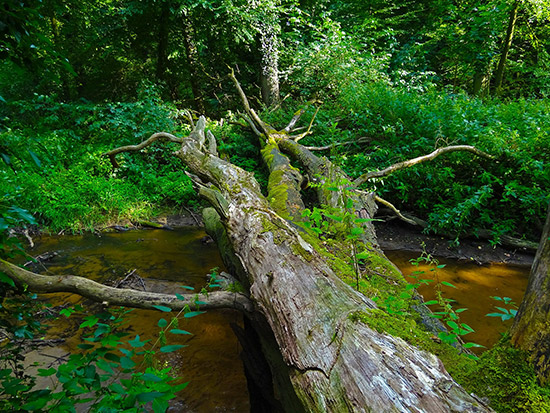 Ein großer, toter Baumstamm mit dicken Seitenästen liegt auf dem Waldboden. Er ist von Moos bewachsen und mehrere kleine Bäume wachsen auf dem Totholz.