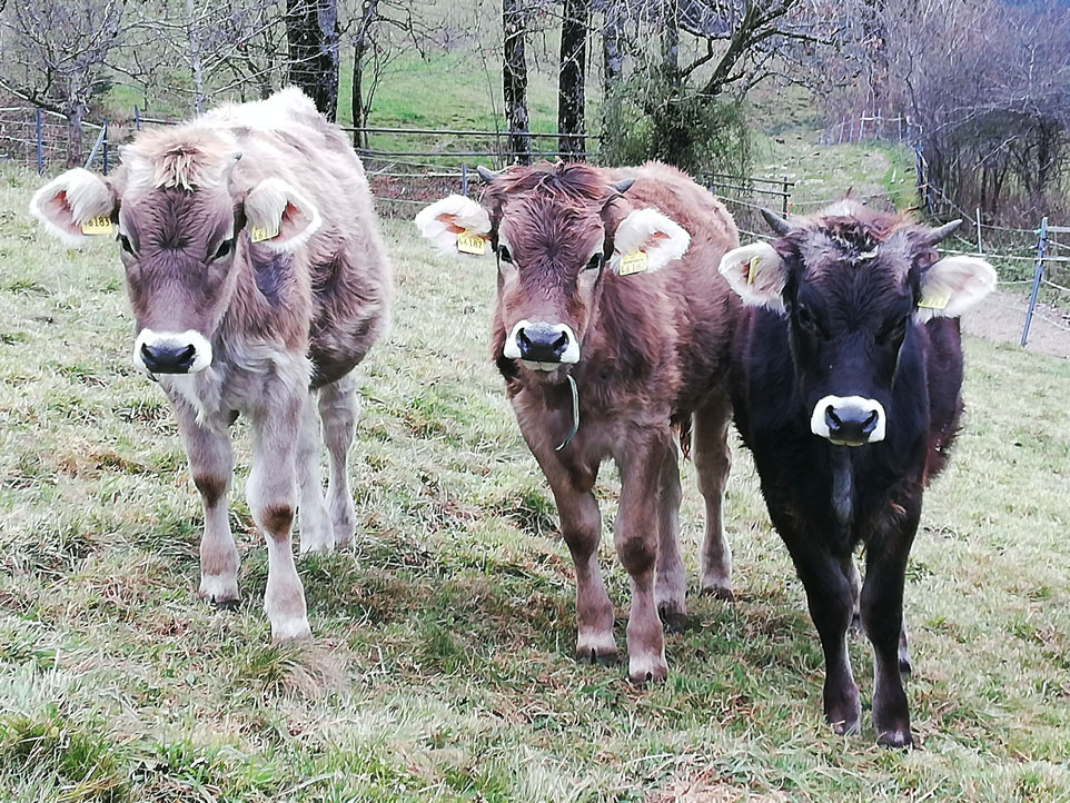 Drei Rinder auf der Weide blicken neugierig in die Kamera