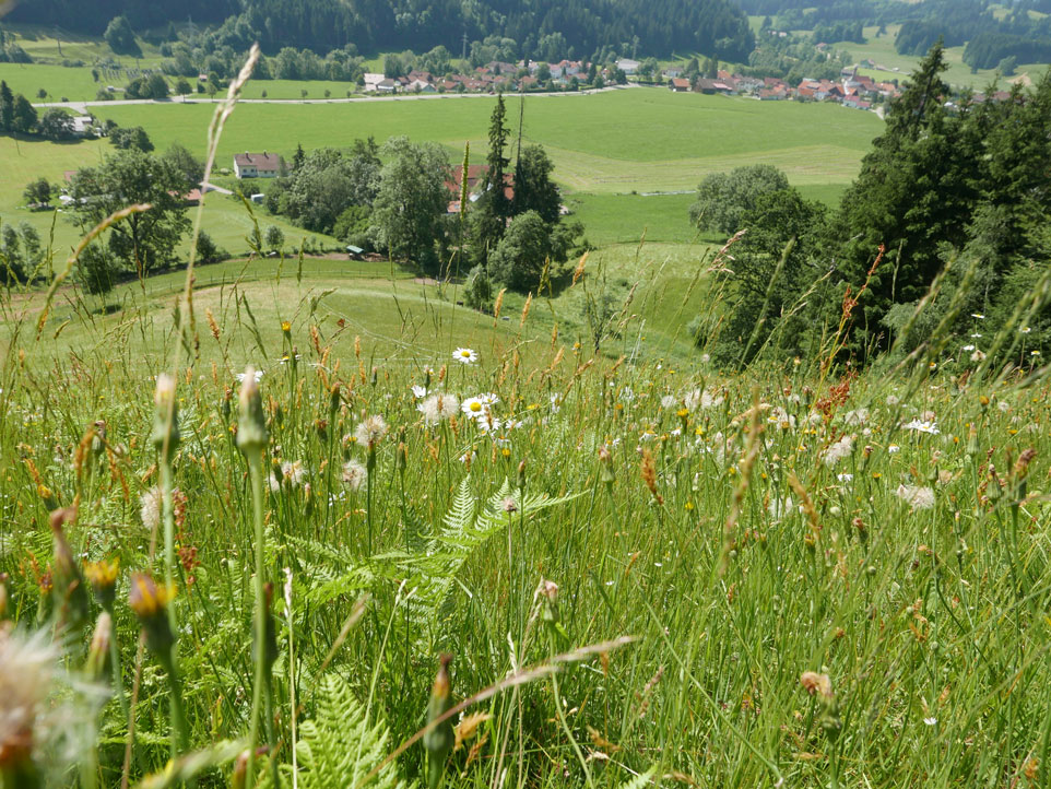 : Blick hinab über eine steile Weidefläche mit verschiedenen Blüten, Gräsern, Kräutern und Farn, im Hintergrund ein Gehölzsaum.