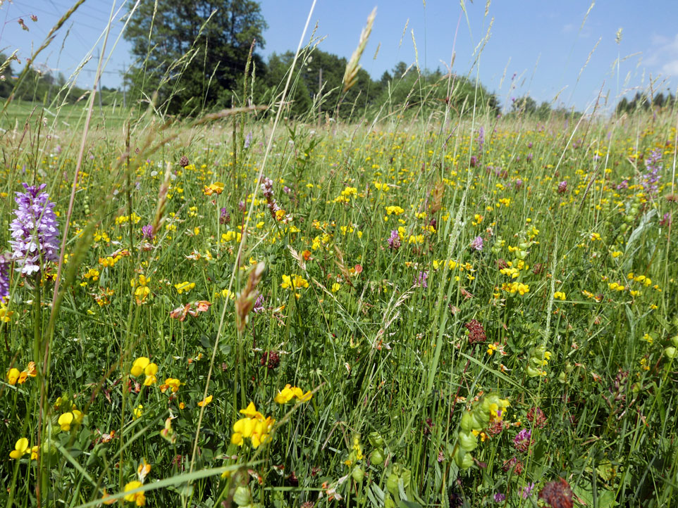 Artenreiche Streuwiese mit ausgeprägtem Blühaspekt, auch Orchideen.