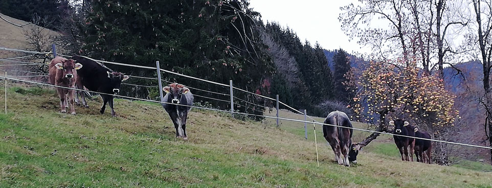 Sechs Rinder der Rassen Allgäuer Original Braunvieh und Südtiroler Grauvieh grasen auf einer mit Elektrolitzen gesicherten Weidefläche, im Hintergrund ein Gehölzmantel und der Geländeanstieg am Hang.