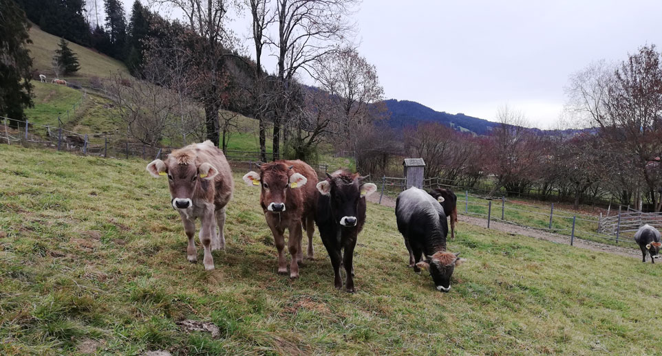 : Einige Rinder des KugelSüdhangHofs auf der Weide, im Hintergrund Hecken und Einzelbäume.