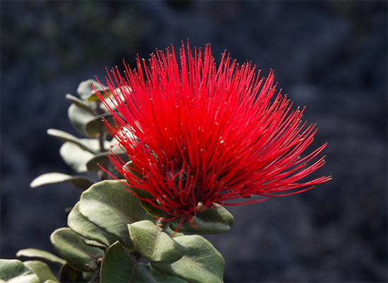 Das Bild zeigt eine rote Blüte, deren hunderte Staubblätter dicht stehen und wie eine Flamme aussehen.