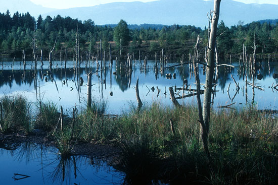 Moorsee mit abgestorbenen Bäumen im Schönramer Filz um 1990.