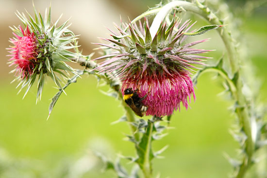 Auf einer rosafarbenen Distel sitzt eine Hummel.