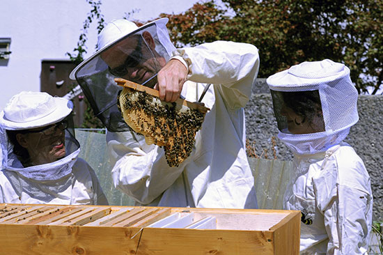 Drei Menschen in Imkeranzügen stehen vor einem Bienenstock. Der Imker in der Mitte hebt aus diesem eine Wabe voller Bienen und zeigt sie den beiden anderen.