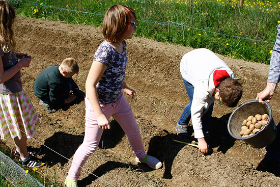 Auf einem fünf Meter breiten Acker stehen vier Kinder. Zwei Jungen bücken sich und setzen Kartoffeln in die Erde. Neben ihnen hält jemand einen Eimer voller Kartoffeln.