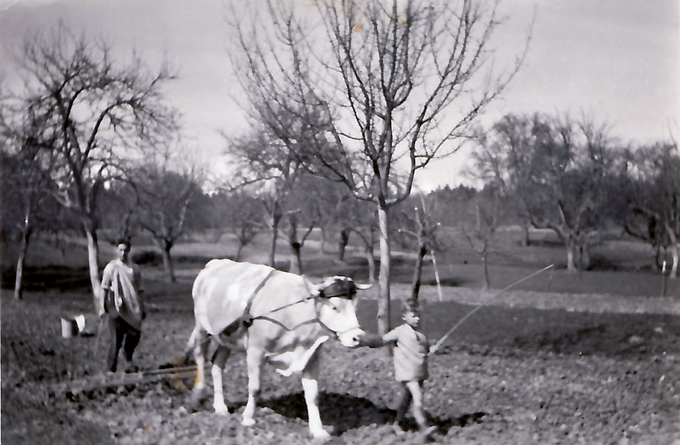 Historisches Foto eines Ackers mit einem Jungen und einem Rind beim Pflügen.