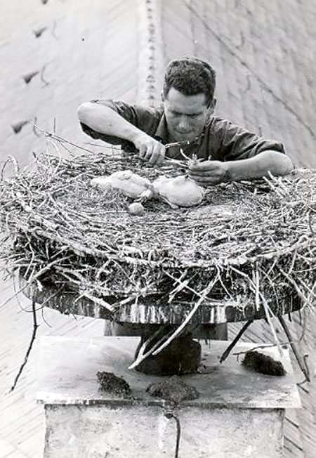 Historschiches Bildmotiv aus den Sechziger Jahren mit Artur Steinhauser beim Anbringen der Beringung von Weißstörchen.