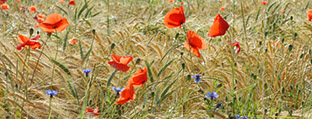 Getreidefeld mit Klatschmohn (Foto:  Dr. Eberhard Pfeuffer).