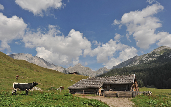 Zum Öffnen der Diashow bitte auf das Bild klicken (Die Rinderrasse ist an die Hochlagen im Alpenraum gut angepasst. Bild Molkerei Berchtesgadener Land).