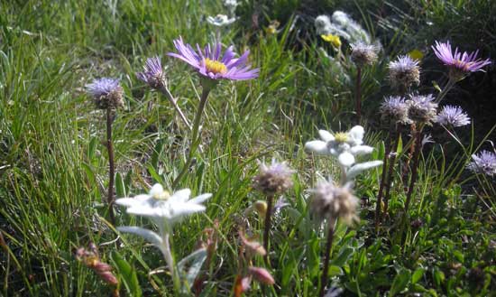 Almweide mit Kugelblumen, Alpenastern und Edelweiß.