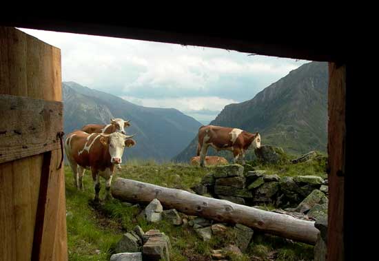 Drei Rinder schauen zur Tür des Stalls herein, im Hintergrund Alpenpanorama.