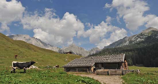Rind auf einer Alm mit Almkaser, im Hintergrund Alpenpanorama.