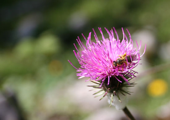 Zum öffnen der Diashow bitte auf das Bild klicken (Alpendistel mit Wildbiene).