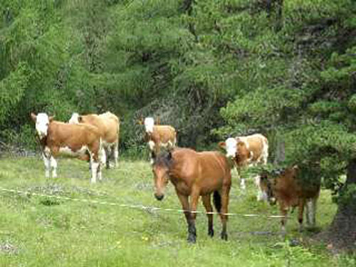 Pferde auf der Almweide im Hintergrund Bäume.