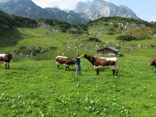 Ein Mann zwischen Kühen auf der Weide, im Hintergrund Berge.