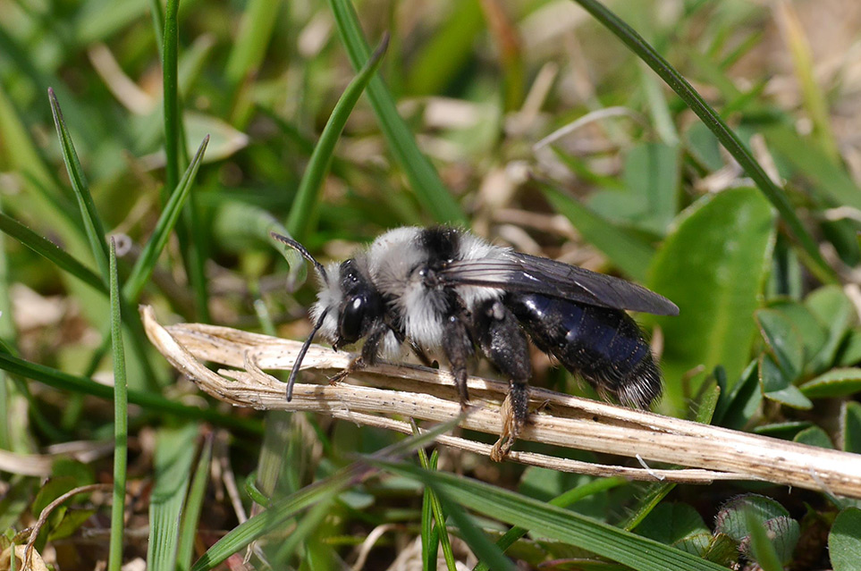 Eine Sandbiene sitzt auf einem abgestorbenen Grashalm in einer Wiese.