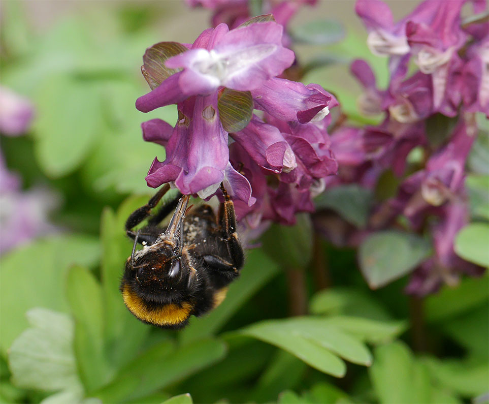 Eine Hummel sucht nach Nektar bei einer blauen Blume.