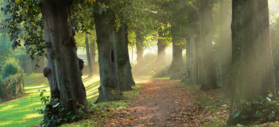 Ein unversiegelter, mit Laub bedeckter Fußweg wird auf beiden Seiten von alten Lindenbäumen mit dicken Stämmen gesäumt, links neben der Allee grenzt eine Rasenfläche mit Gehölzen an.