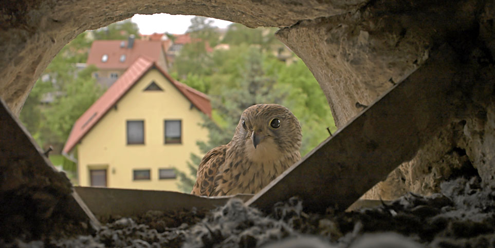 Ein Turmfalke sitzt außerhalb des Gebäudes vor einem gemauerten Hohlraum im Dachgeschloß eines alten Gebäudes. Die Bilderränder zeigen den gemauerten Hohlraum, etwa mittig sitzt der Turmfalke mit Blick in seine Bruthöhle (nicht abgebildet), im Hintergrund eine Wohnsiedlung mit Einfamilienhäusern. 