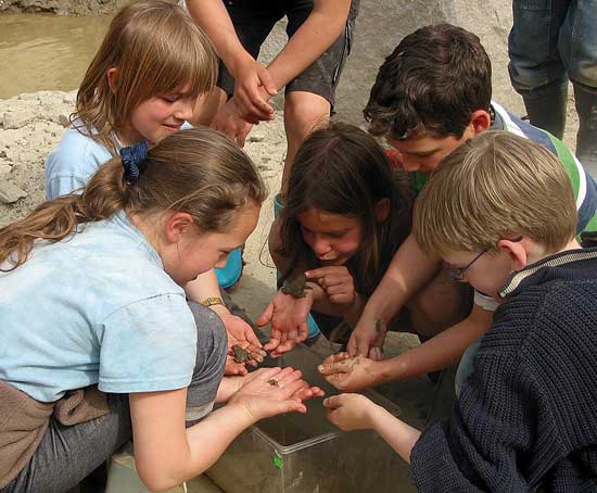 Eine Gruppe Kinder kniet um ein Aquarium, die meisten haben eine Unke auf der Hand