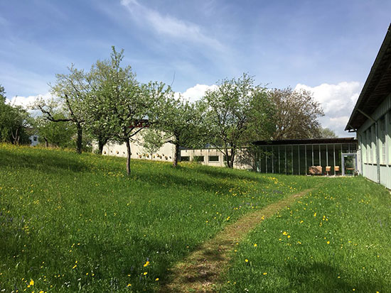 Auf dem Gelände der Bayerischen Akademie für Naturschutz und Landschaftspflege in Laufen stehen Streuobstbäume auf einer blühenden Wiese vor einem Verwaltungsgebäude.