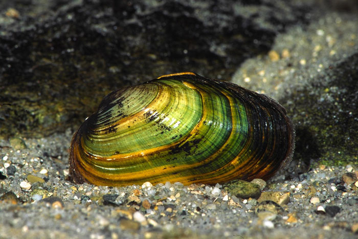 Großaufnahme einer bräunlich bis schwarz-grünlichen Bachmuschel im Flussbett.