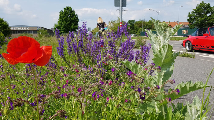 Auf dem Bild ist eine artenreiche Blühfläche in der Stadt zu sehen: Im Vordergrund sind Klatschmohn, Wiesensalbei, Ochsenauge und weitere Blütenstauden, rechts ist eine befahrene Straße zu erkennen und im Hintergrund ein Fabrikgebäude.